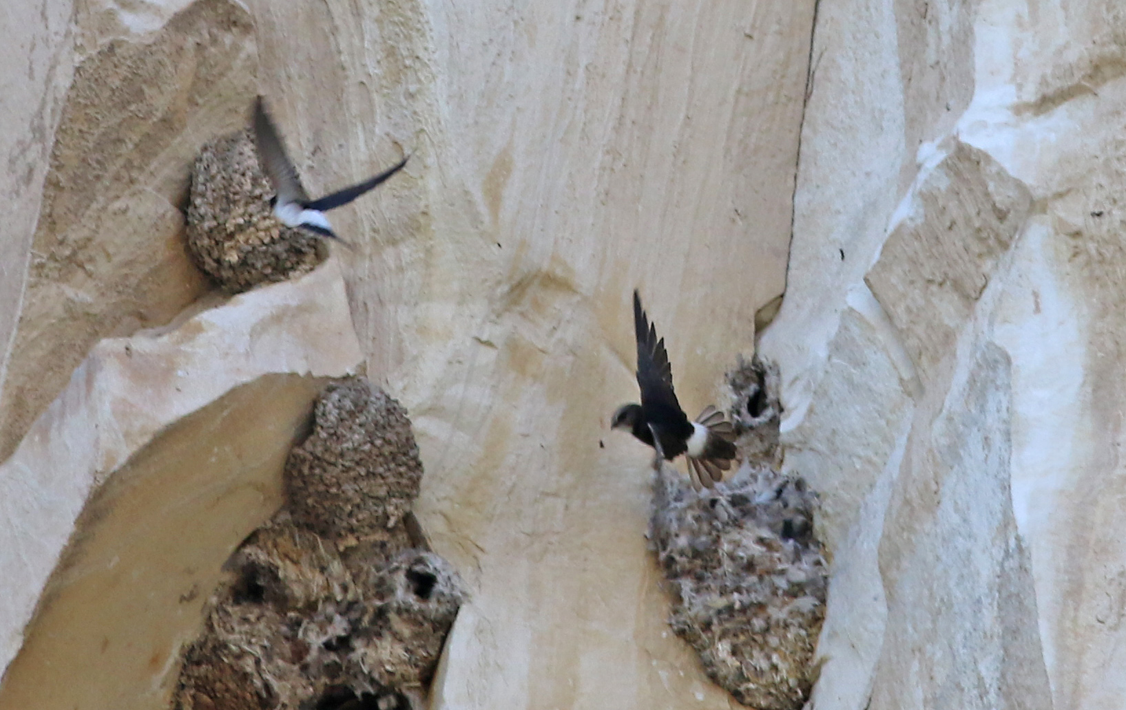 Little Swift